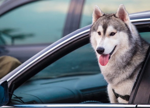 Why Dogs in Hot Cars Isn’t Just a Summer Issue
